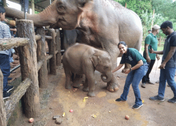 අලි දෙන්නෙක් උපන්දිනය සමරලා