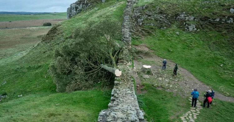 Robin Hoodගේ ගස කපා දමයි