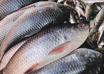 එක් රැයකින් කෝටිපතියෙකු වූ මාළු වෙළෙන්දා