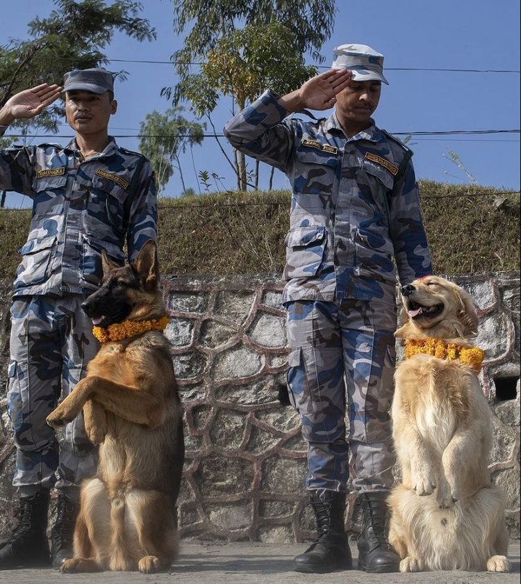 නේපාලයේ සුනඛ දිනය ගැන ඔබ දැන සිටියා ද ?