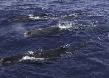 දශක ගණනාවකට පසු නිල් තල්මසුන් නැවතත් ඉන්දියන් සාගරයේ