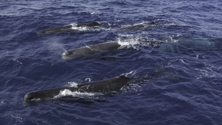 දශක ගණනාවකට පසු නිල් තල්මසුන් නැවතත් ඉන්දියන් සාගරයේ