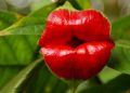 Hooker’s Lips වඳවී යාමේ අවදානමක්