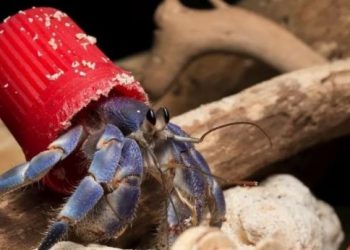 ප්ලාස්ටික් නිසා පීඩාවට පත්වී ඇති Hermit කකුළුවන්