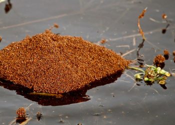 ඕස්ට්‍රේලියාවේ සීඝ්‍රයෙන් පැතිර යන මාරාන්තික ගිනි කුහුඹුවන්