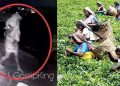 හැටන් දික්ඔය වතු නිවාසවලට රෑට එන හොල්මන්!