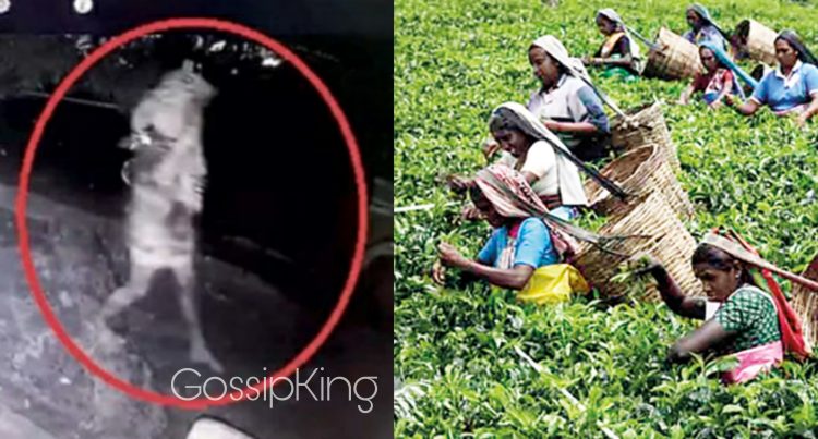 හැටන් දික්ඔය වතු නිවාසවලට රෑට එන හොල්මන්!