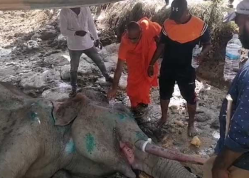 භාතිය හස්තිරාජයා අවසන් ගමන් යයි