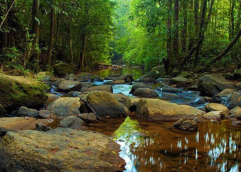 සිංහරාජ වැසි වනාන්තරය: මෙම නිවාඩු සමයේදී සොබාදහමේ අසිරිය විඳින්න!