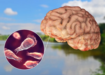 මොළය කන භයානක ඇමීබා කේරළයම බිය ගන්වයි: මරණ සංඛ්යාව දෙගුණ වෙයි!