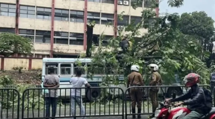 කොළඹ මැදින් ගිය බස් එකක් උඩට කඩා වැටුණු යෝධ ගහ! මොකද වුණේ?